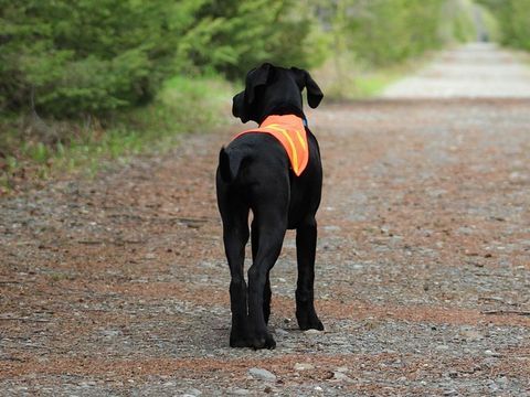 gilets de sécurité pour chien