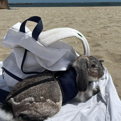 photo d'un harnais avec un lapin