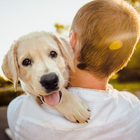 illustration d'un chien avec une personne